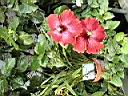 fleur rouge two.jpg